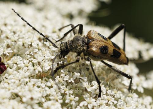 Réf. 347 311 : Pachyta quadrimaculata